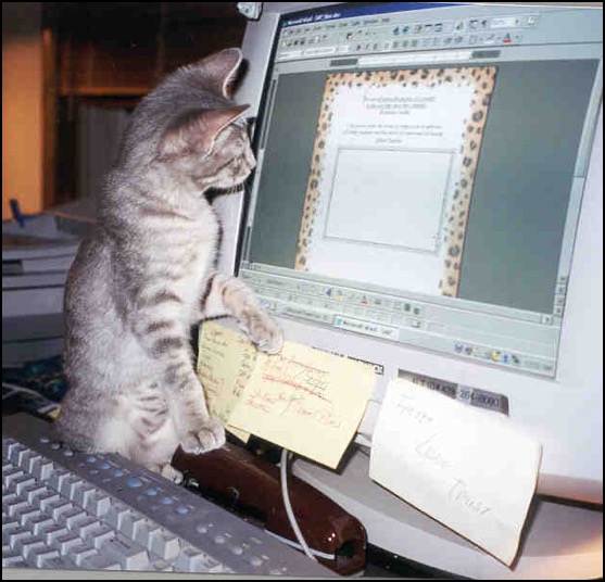 Cat looking at computer screen